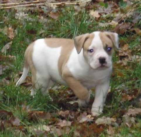 amerikaanse bulldog pup